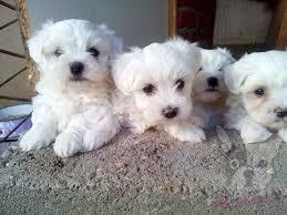 Cachorros de maltes albino miniatura en venta