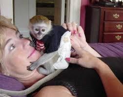 hermosos monos capuchinos bebé para adopción